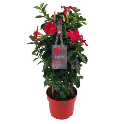 Dipladenia / Mandevilla Sanderi - Dipladenien