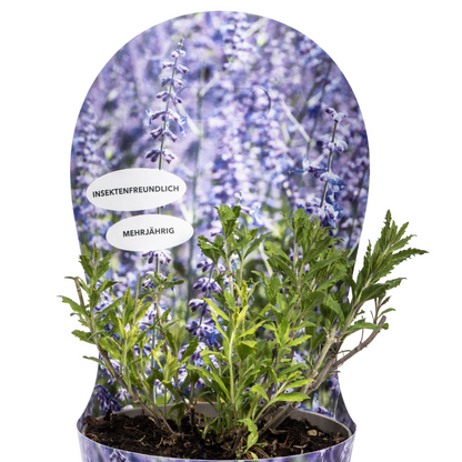 Perovskia atriplicifolia - Blauraute, Silber-Perowskie