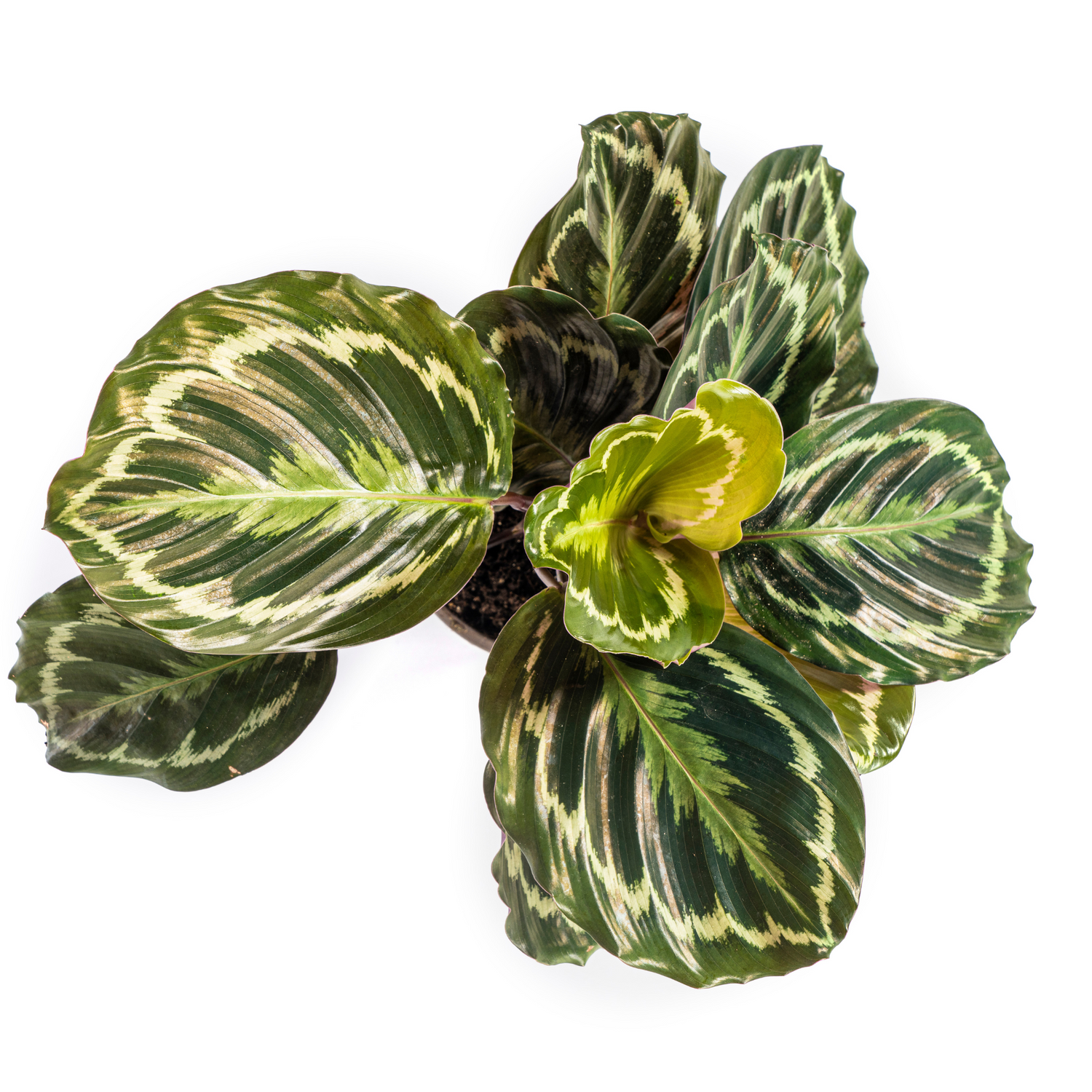 Calathea - Korbmarante