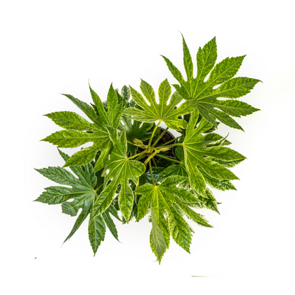 Fatsia japonica &