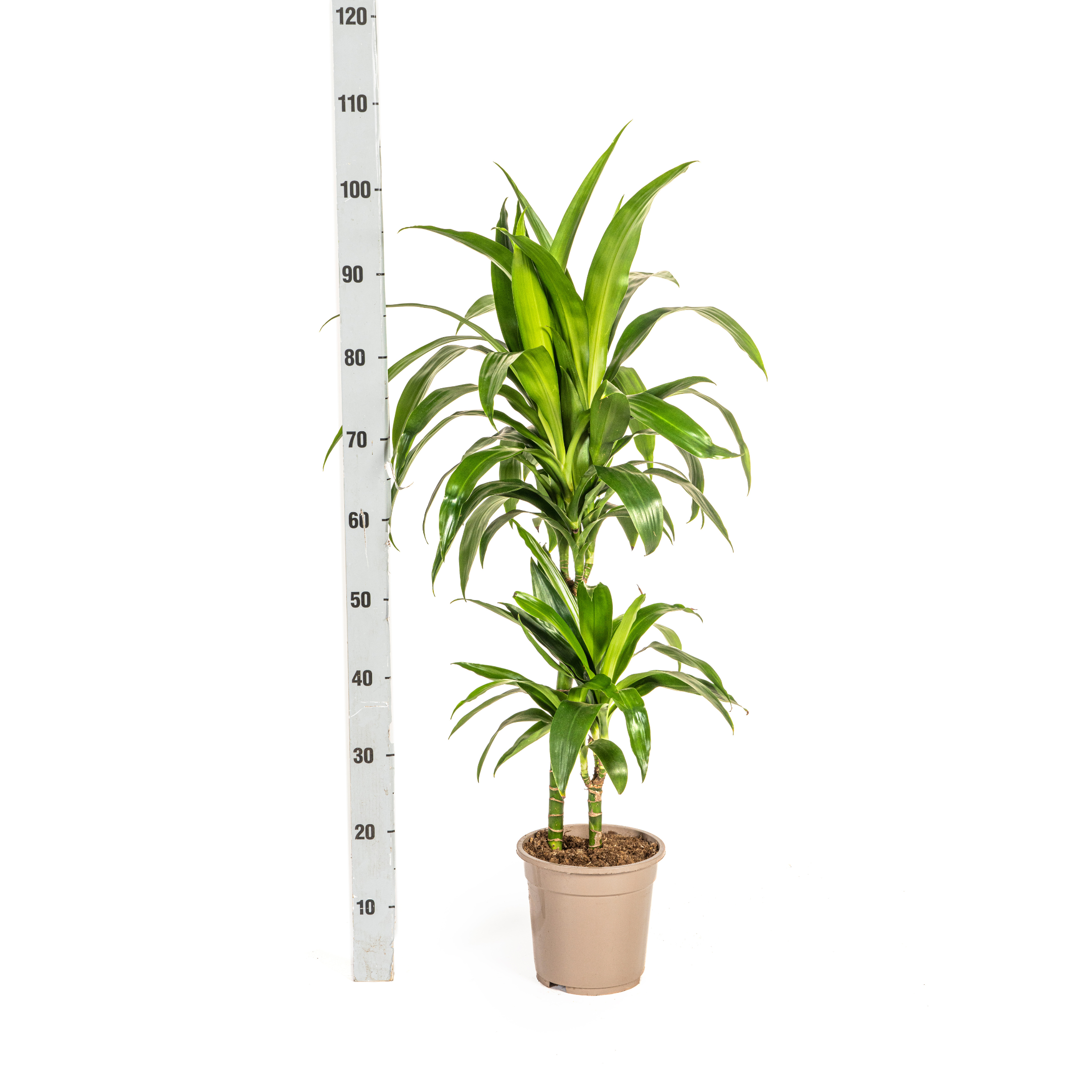 Dracaena deremensis - Drachenbaum