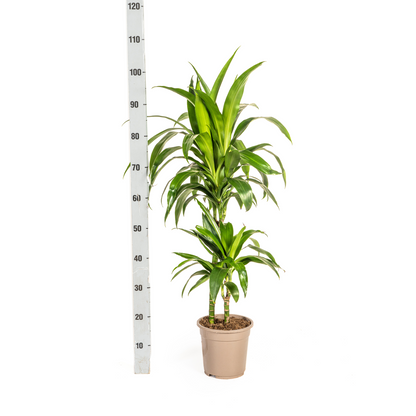 Dracaena deremensis - Drachenbaum