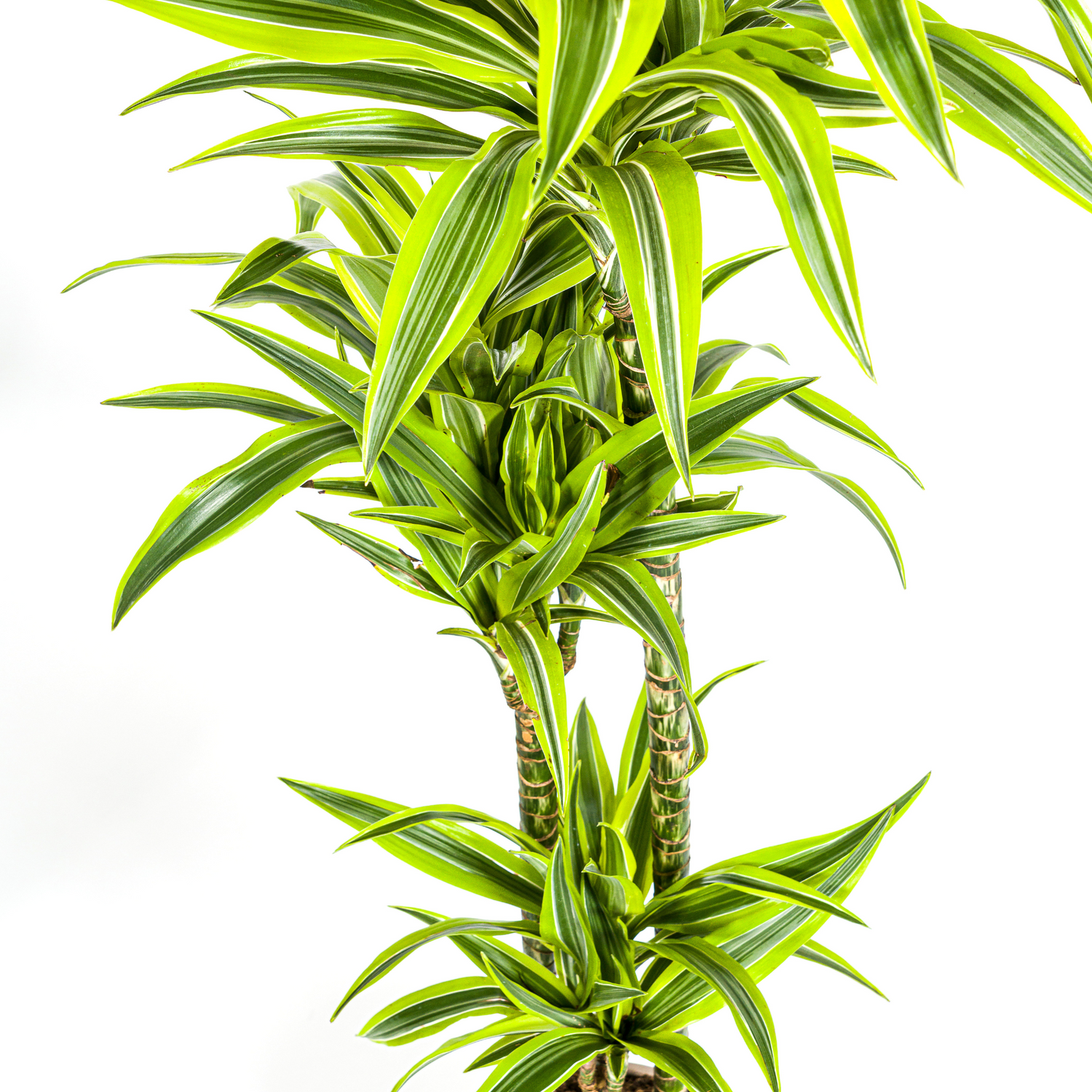 Dracaena deremensis - Drachenbaum