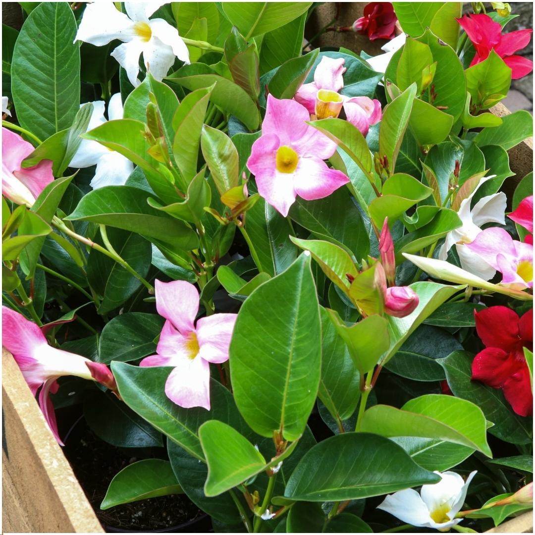 Dipladenia / Mandevilla Sanderi - Dipladenien