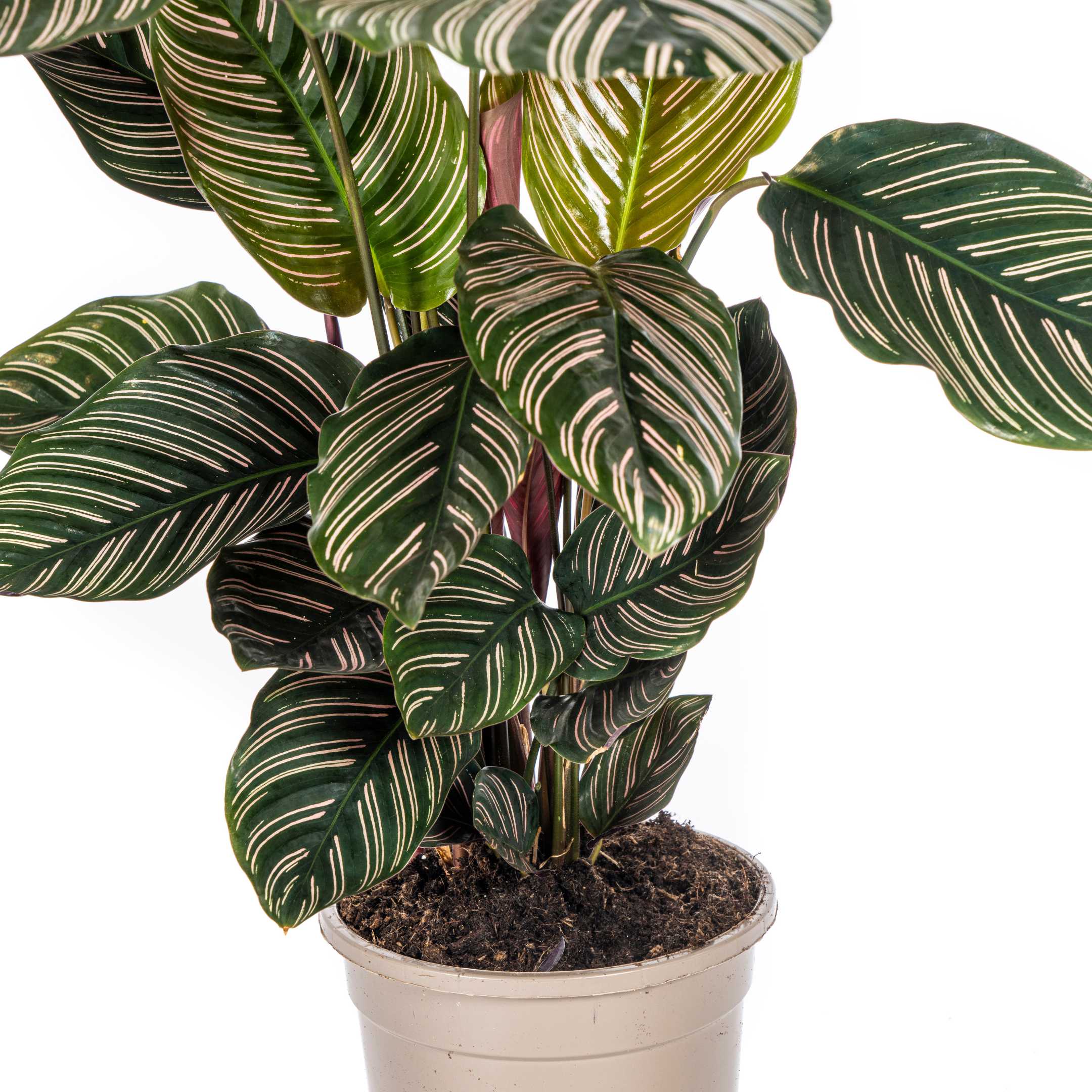 Calathea - Korbmarante