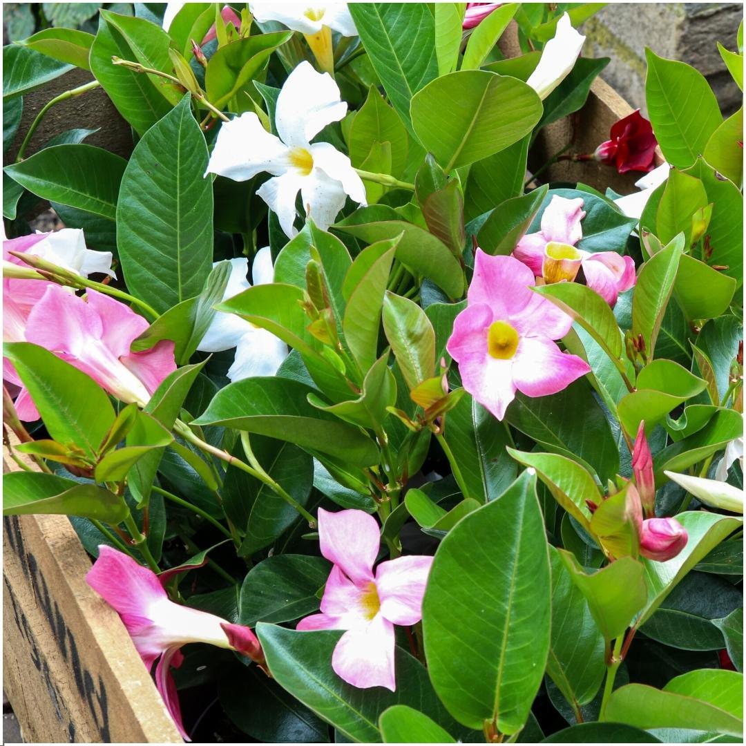 Dipladenia / Mandevilla Sanderi - Dipladenien