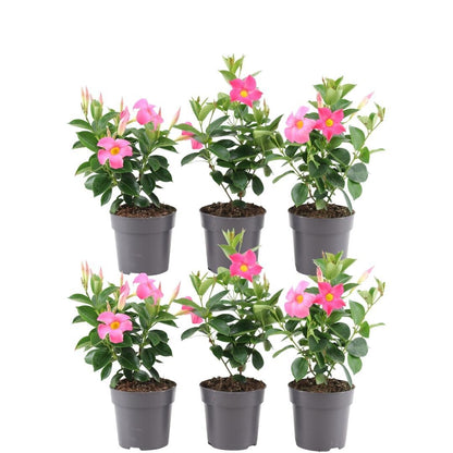 Dipladenia / Mandevilla Sanderi - Dipladenien