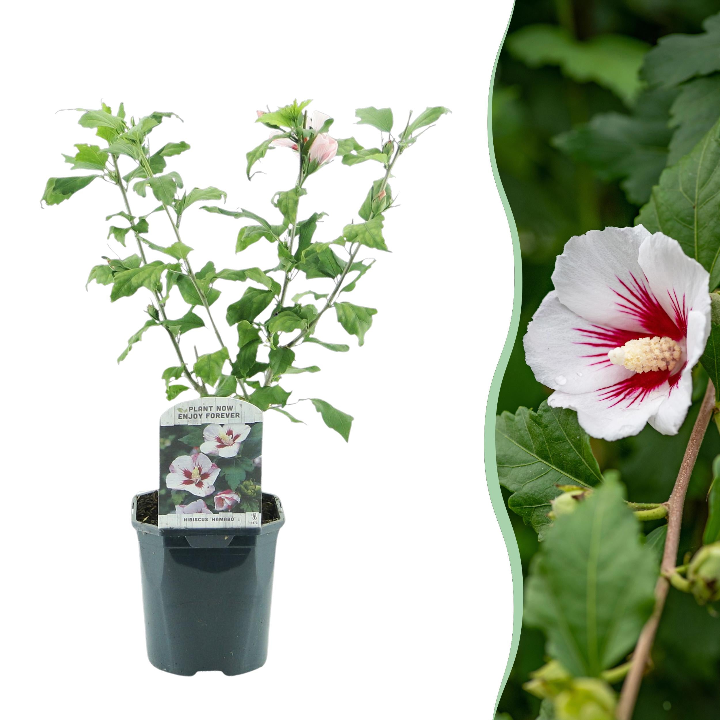 Hibiscus syriacus - Straucheibisch