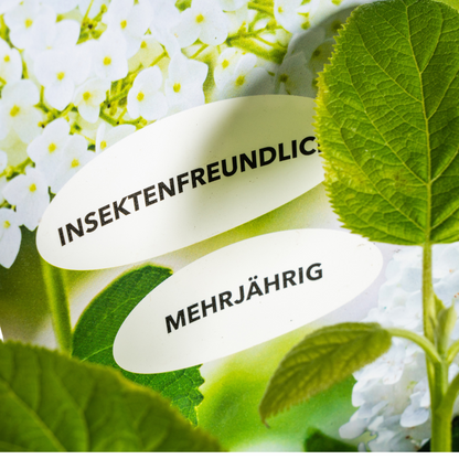 Hydrangea - Verschiedene Sorten Hortensien