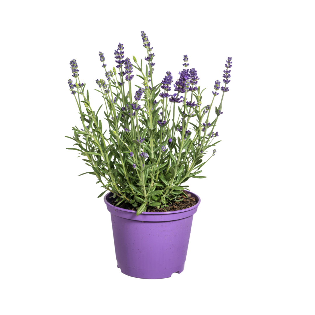 Lavandula - Verschiedene Sorten winterharter Lavendel