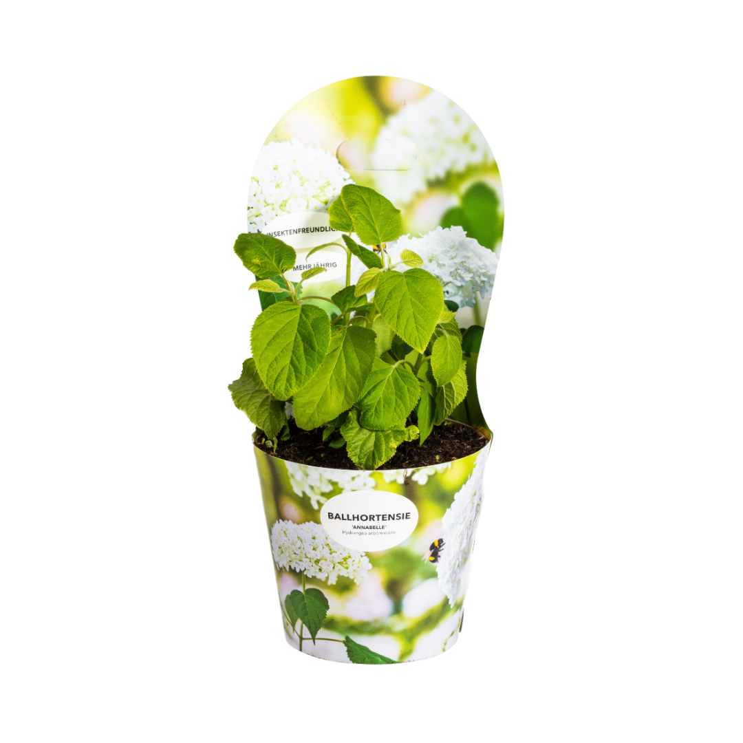 Hydrangea - Verschiedene Sorten Hortensien