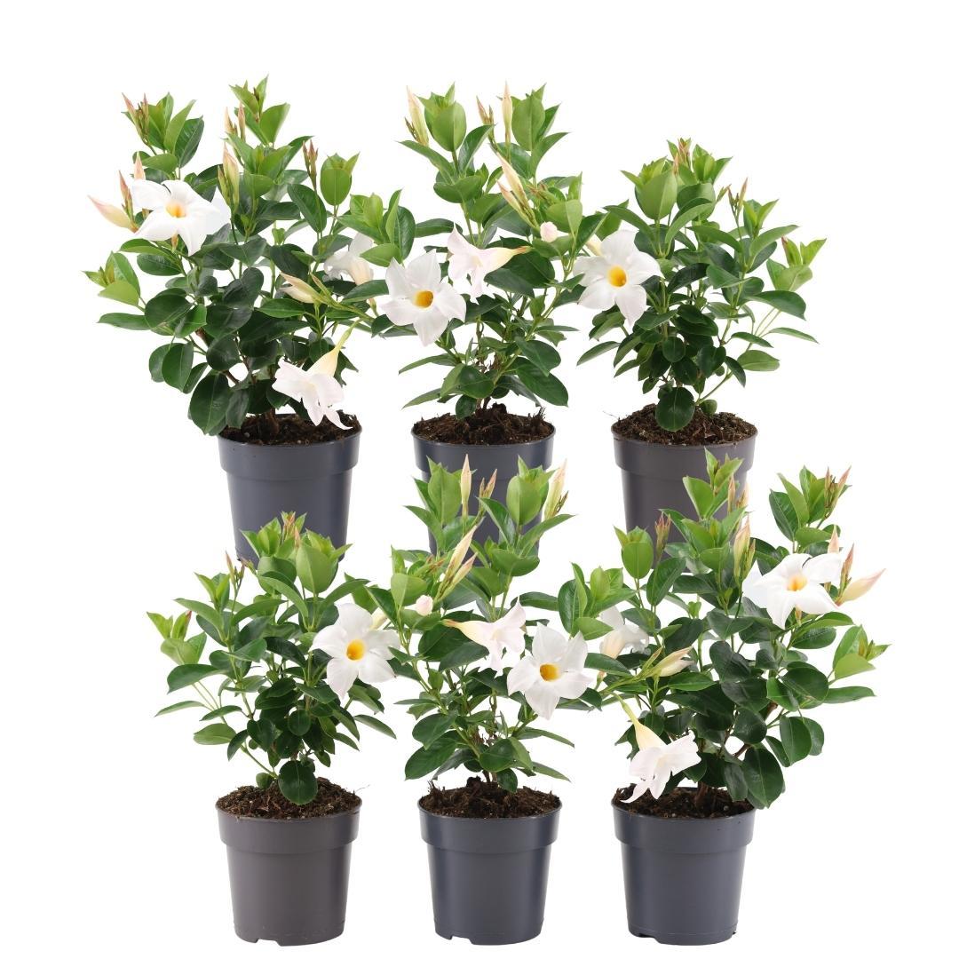 Dipladenia / Mandevilla Sanderi - Dipladenien