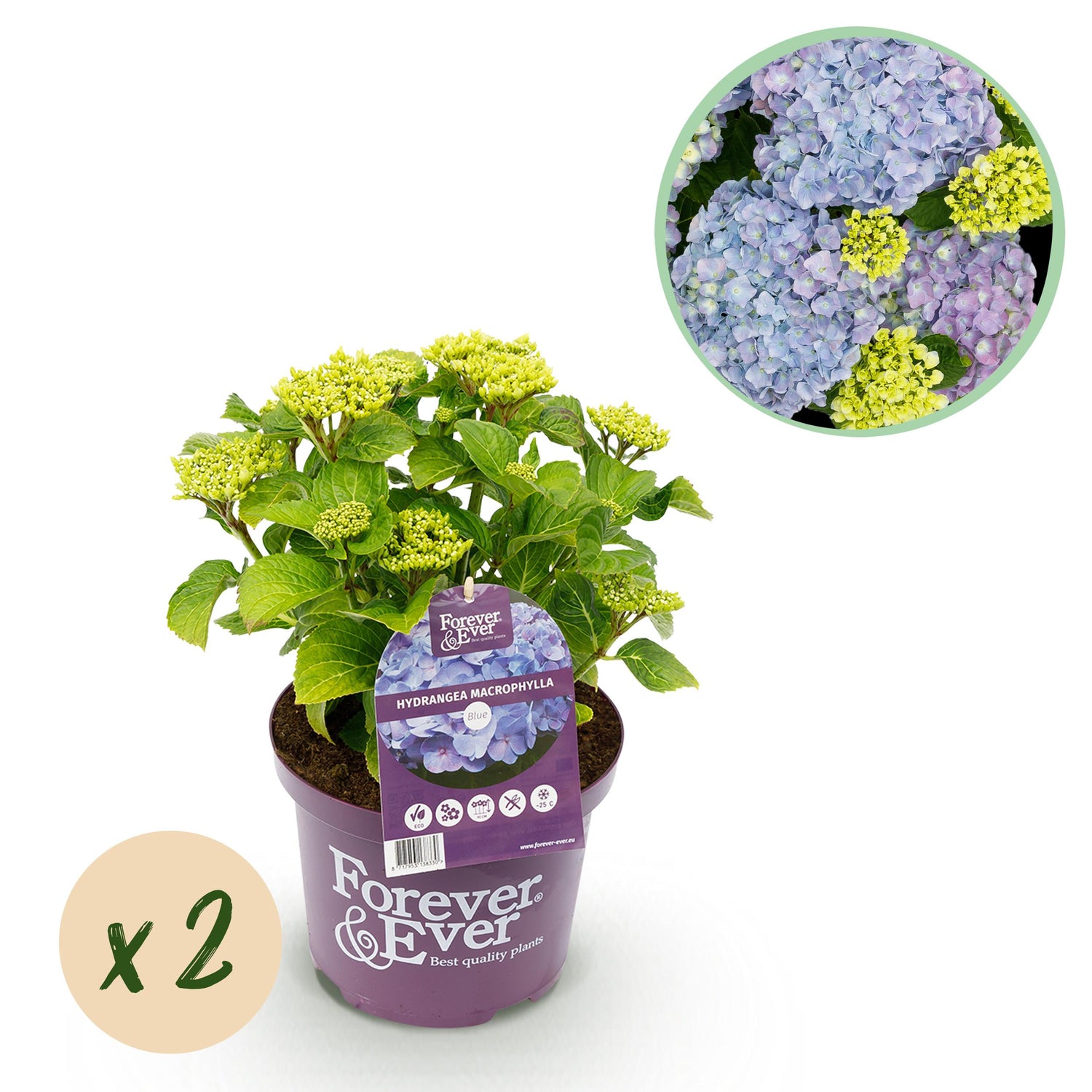 Hydrangea macrophylla - Bauernhortensie, Gartenhortensie