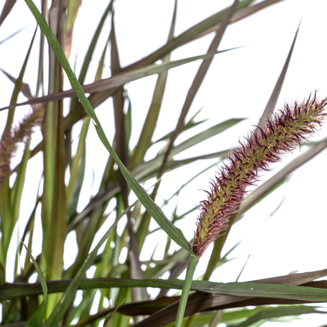 Pennisetum x advena - Rotes Lampenputzergras