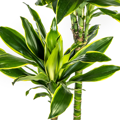 Dracaena fragrans - Duftender Drachenbaum