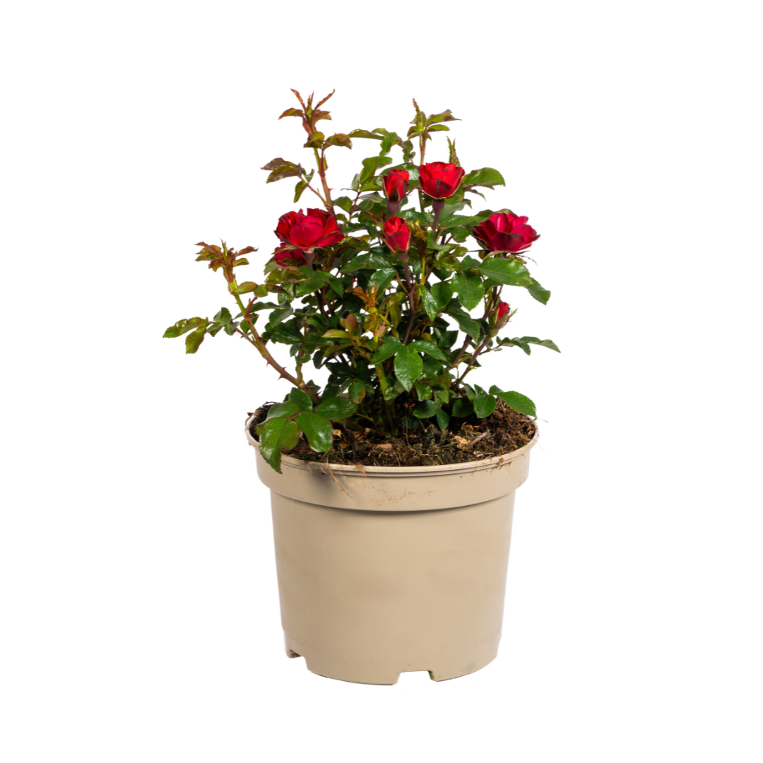 Rosa &