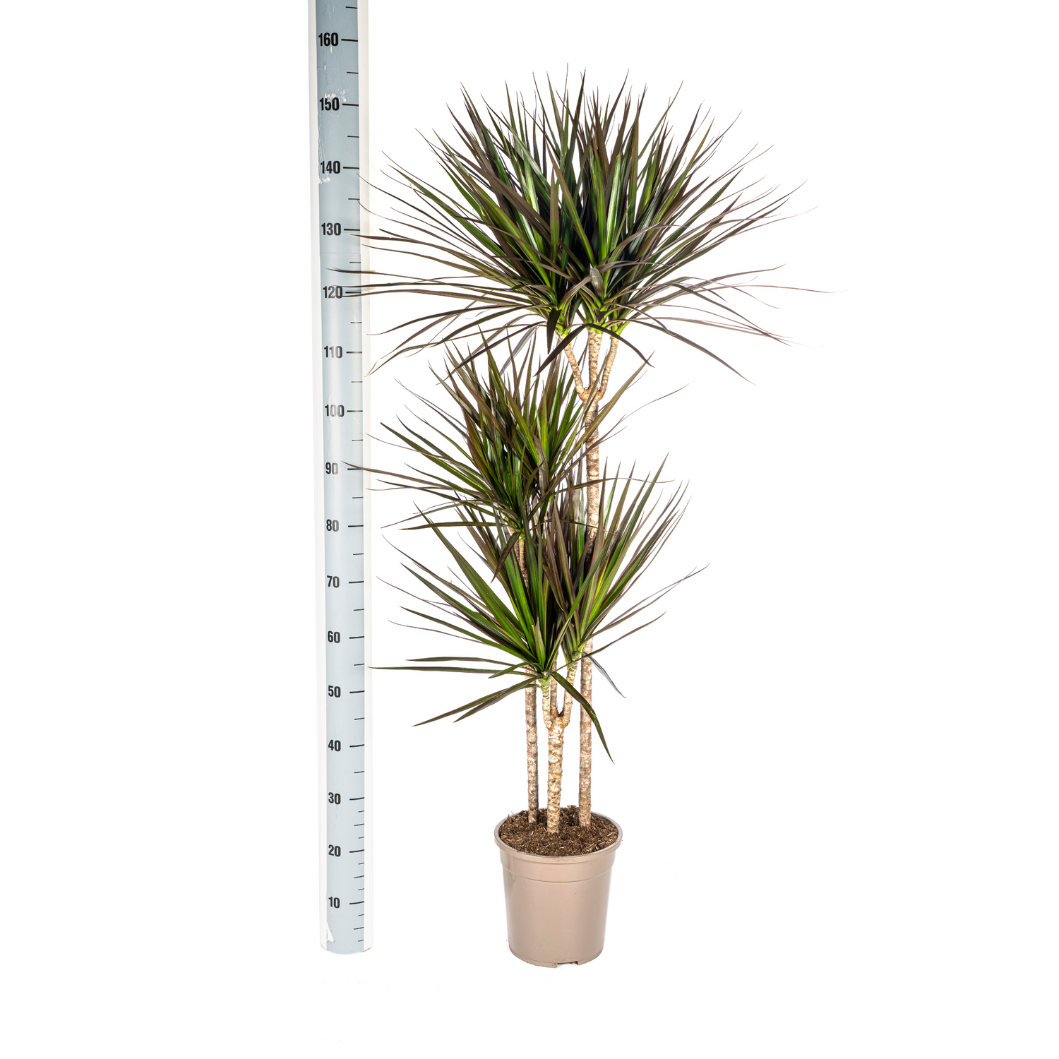 Dracaena marginata - Schmalblättriger, gerandeter Drachenbaum