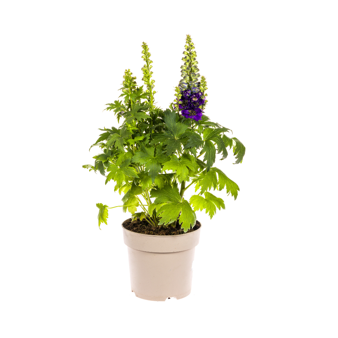 Delphinium elatum - Hoher Rittersporn