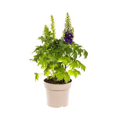 Delphinium elatum - Hoher Rittersporn