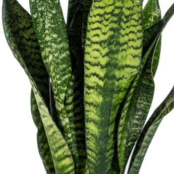 Sansevieria trifasciata - Bogenhanf, Schwiegermutterzunge