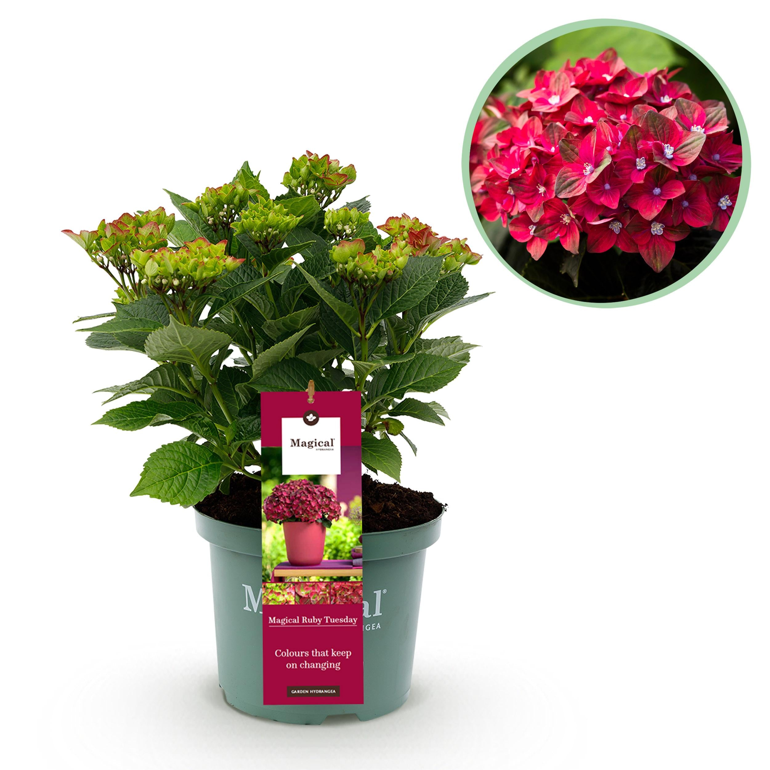 Hydrangea macrophylla - Bauernhortensie, Gartenhortensie