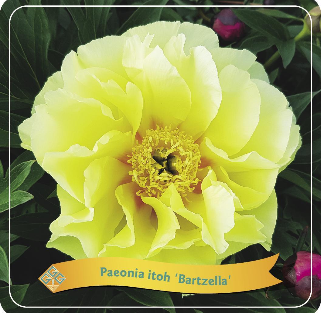 Paeonia Lactiflora - Edel-Pfingstrose, Chinesische Pfingstrose