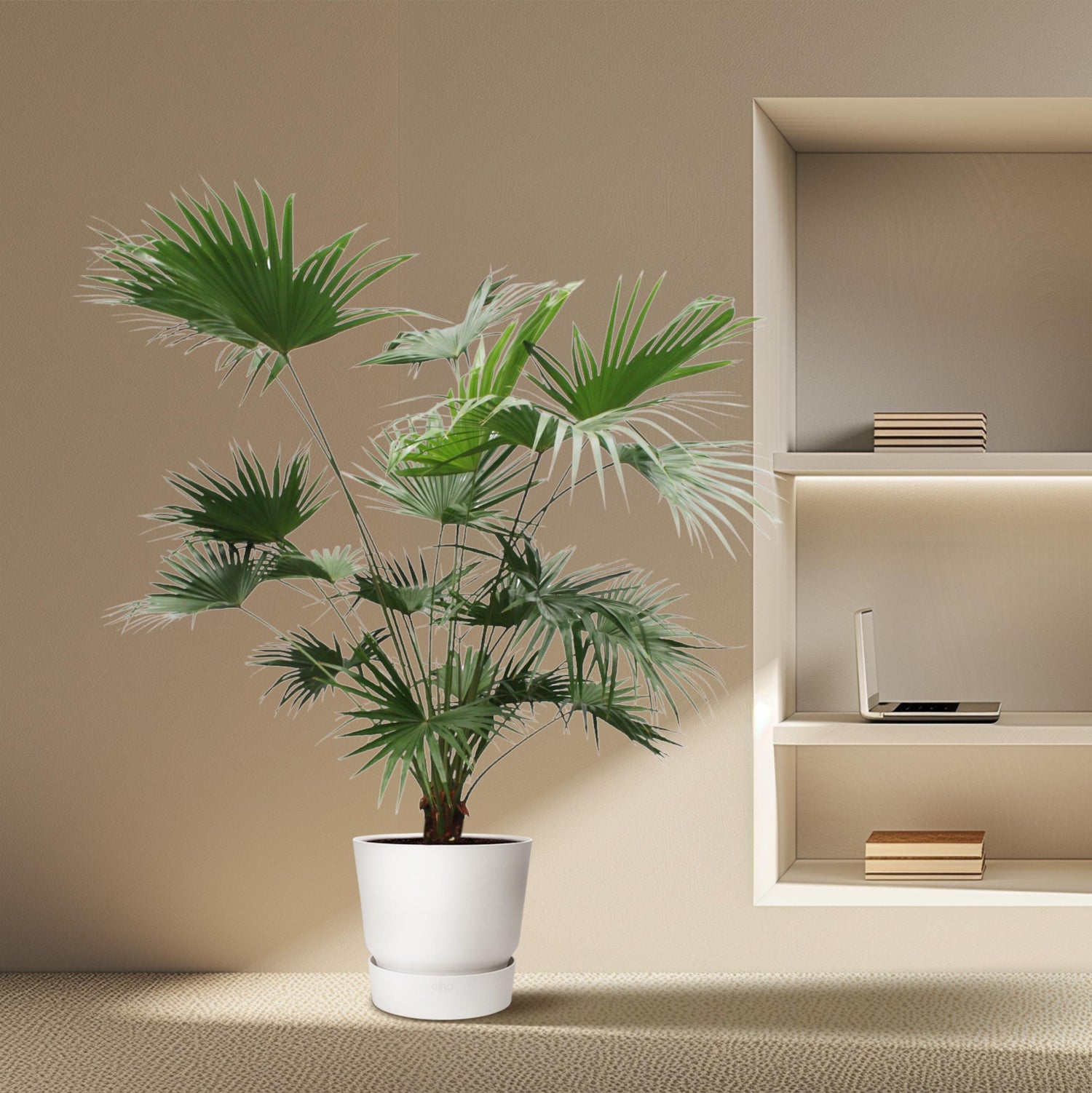 Livistona chinensis - Chinesische Fächerpalme