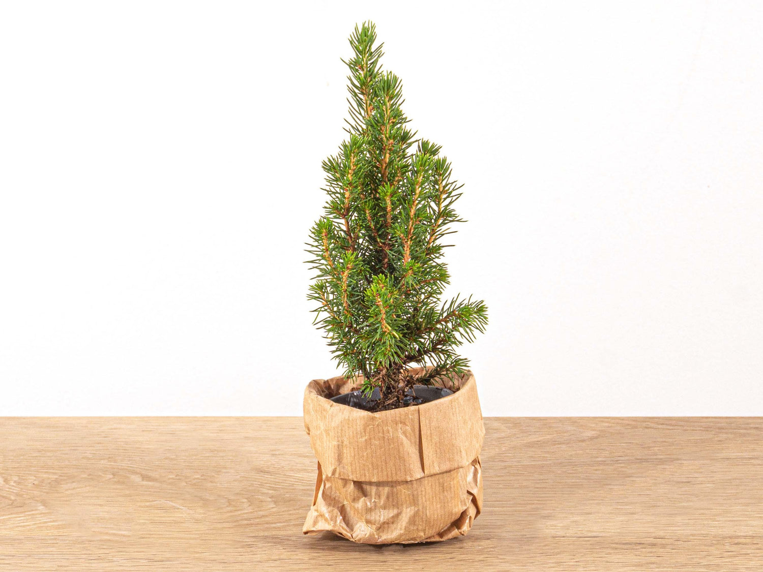 Picea glauca &