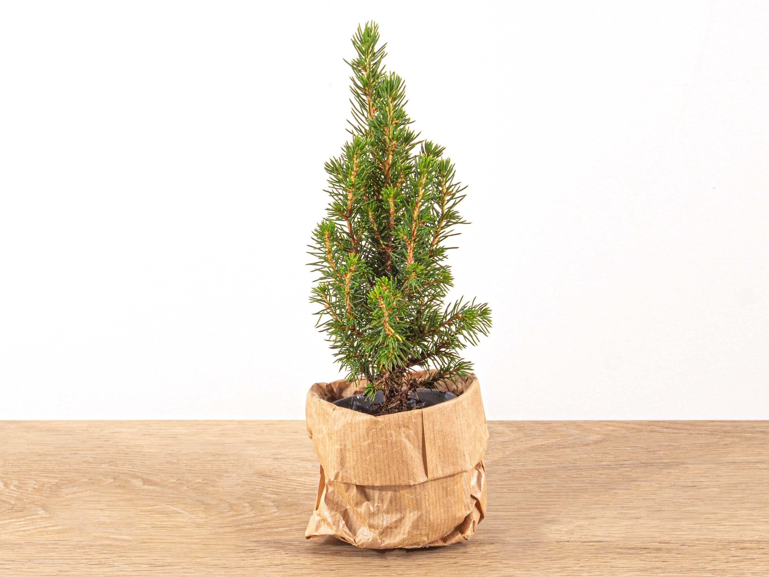 Picea glauca &