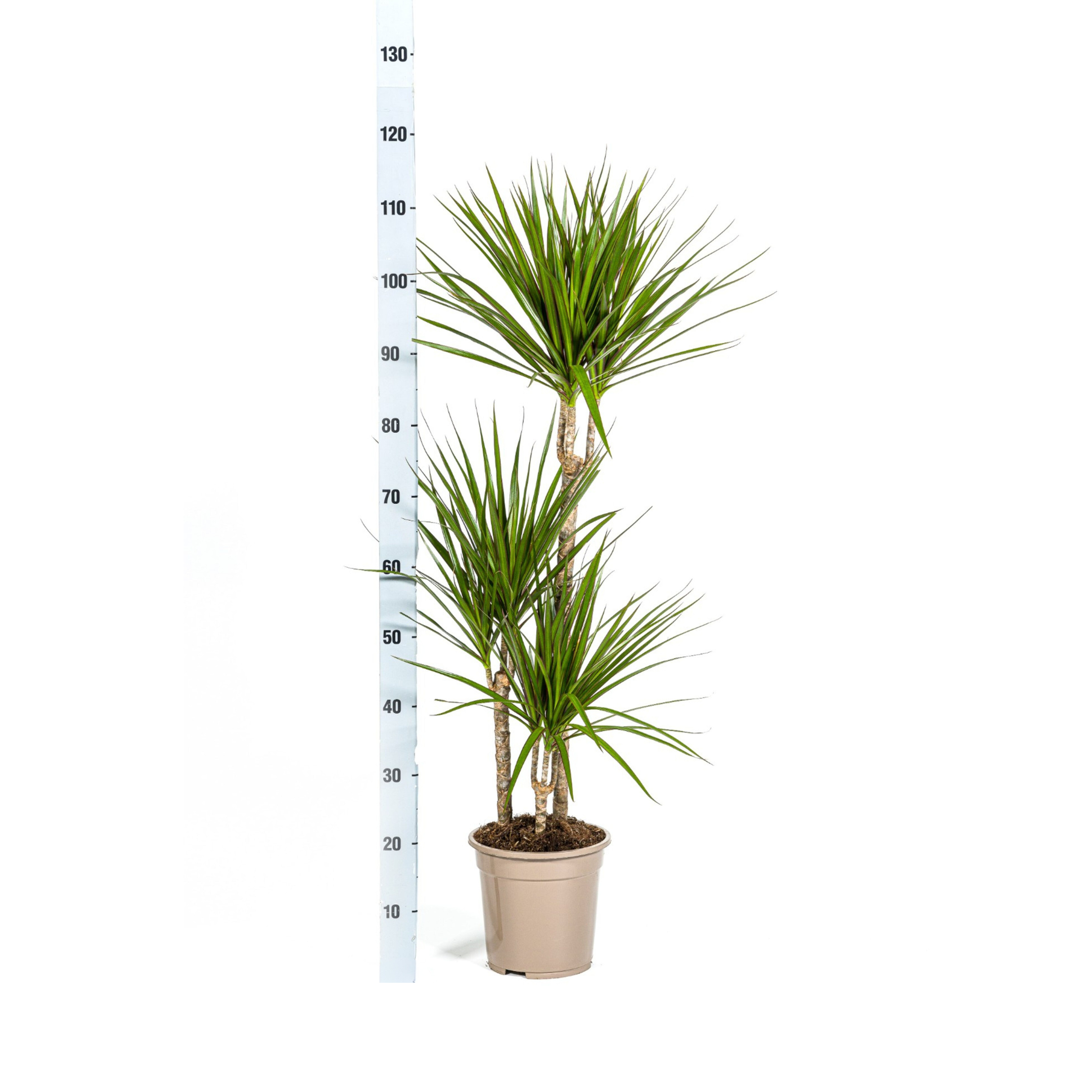 Dracaena marginata - Schmalblättriger, gerandeter Drachenbaum