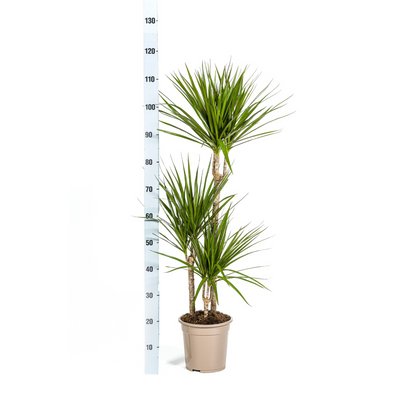 Dracaena marginata - Schmalblättriger, gerandeter Drachenbaum