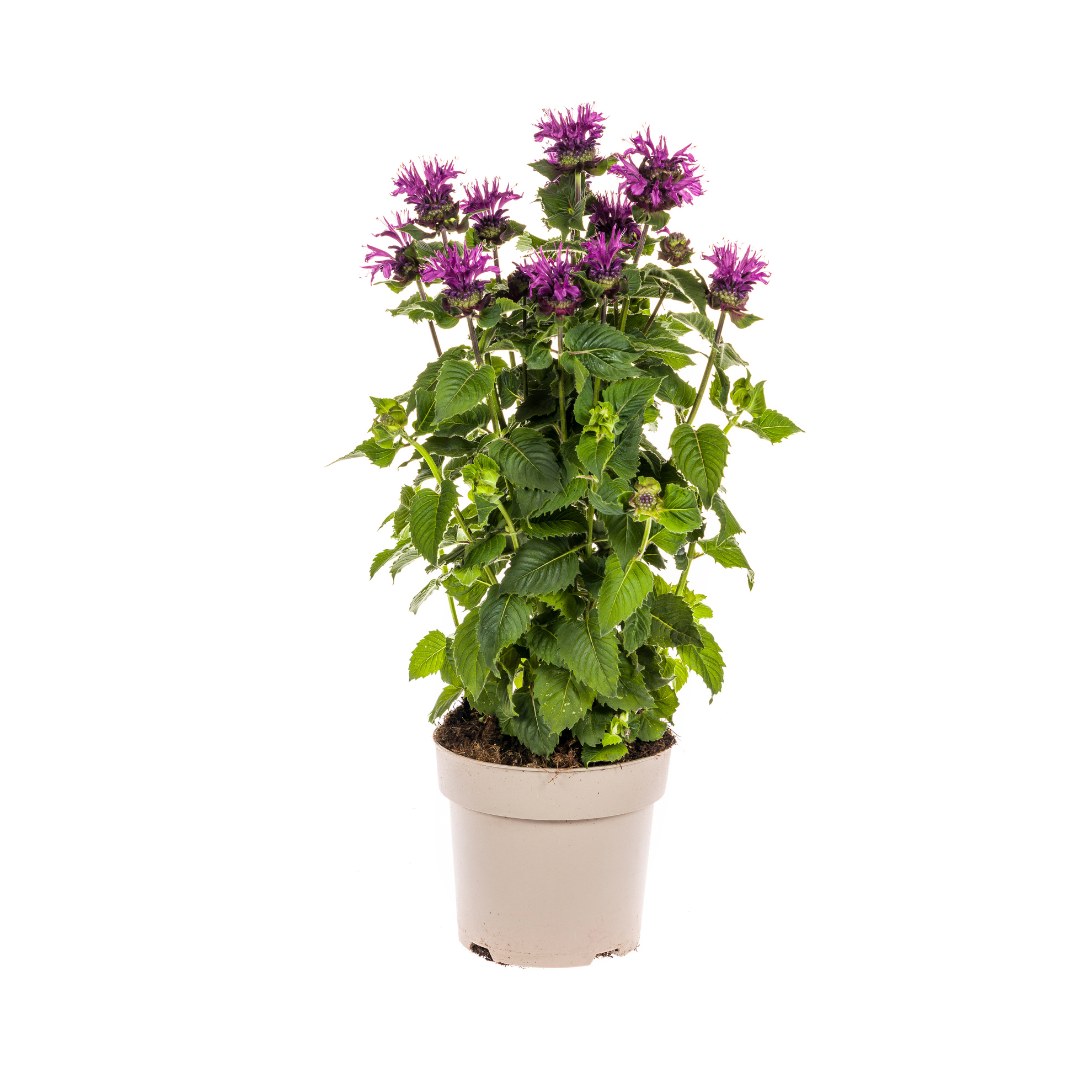 Monarda didyma - Goldmelisse, Indianernessel