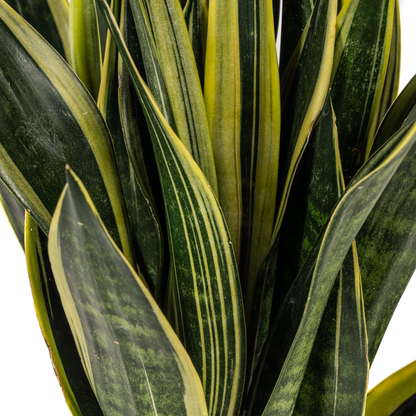 Sansevieria trifasciata - Bogenhanf, Schwiegermutterzunge