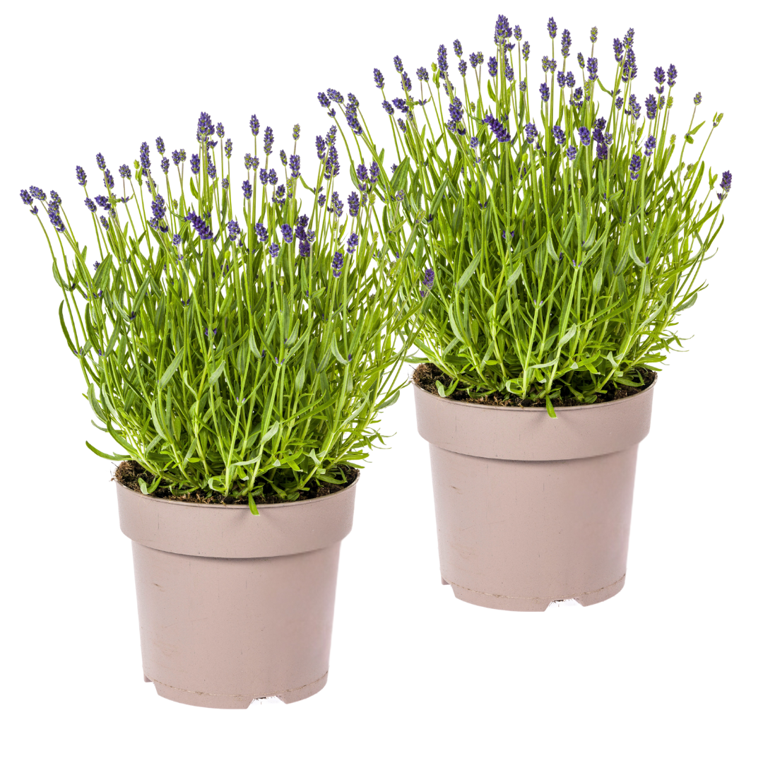 Lavandula - Verschiedene Sorten winterharter Lavendel