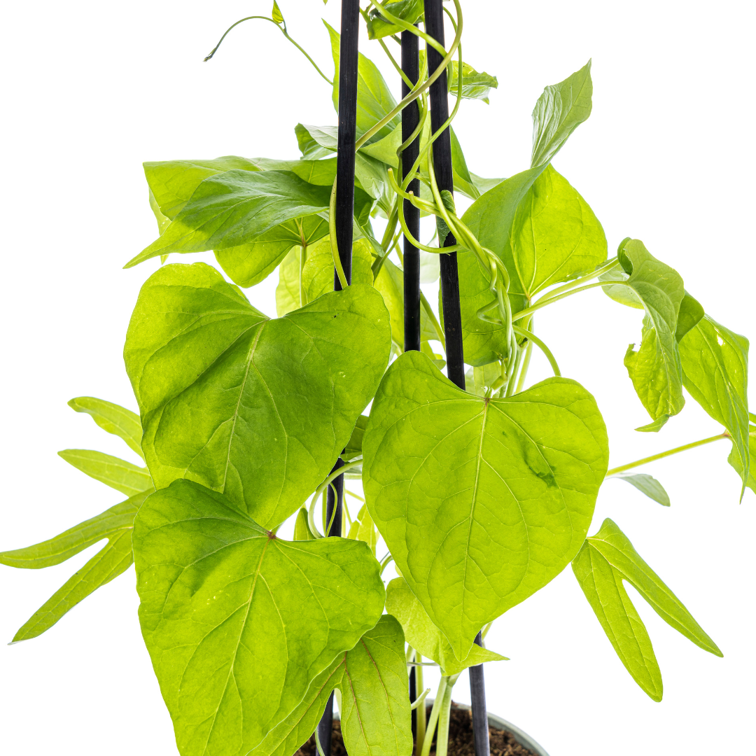 Ipomoea tricolor &