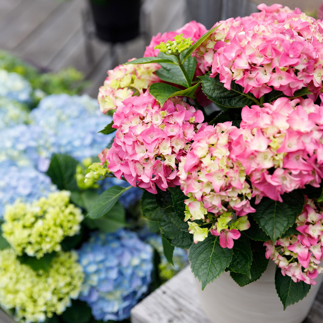 Hydrangea macrophylla - Bauernhortensie, Gartenhortensie