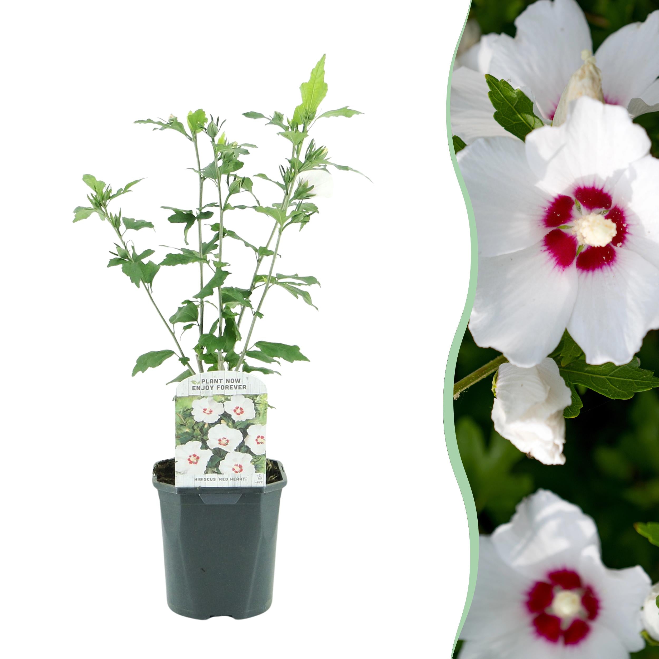 Hibiscus syriacus - Straucheibisch