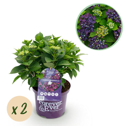 Hydrangea macrophylla - Bauernhortensie, Gartenhortensie
