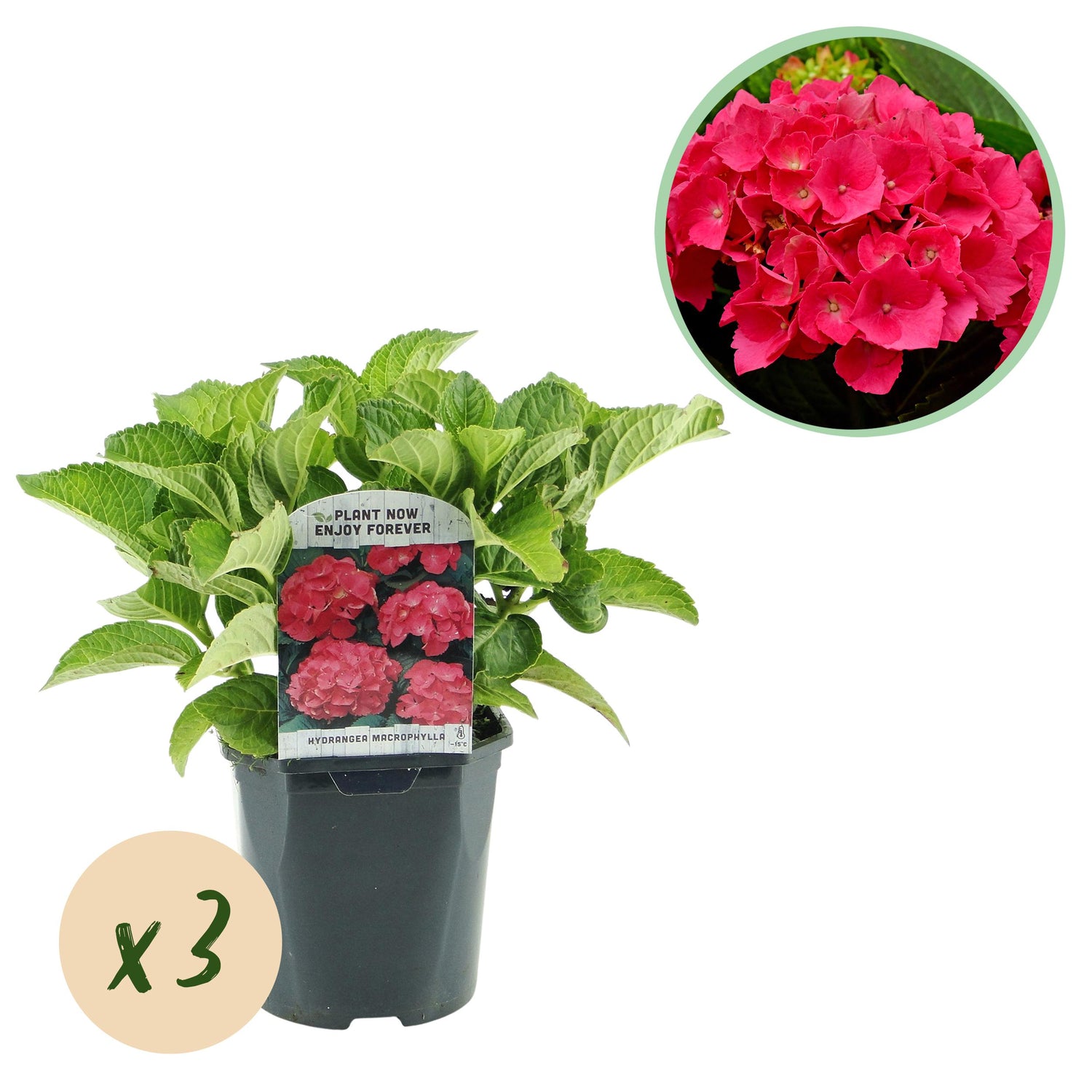 Hydrangea macrophylla - Bauernhortensie, Gartenhortensie