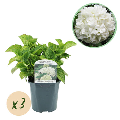 Hydrangea macrophylla - Bauernhortensie, Gartenhortensie