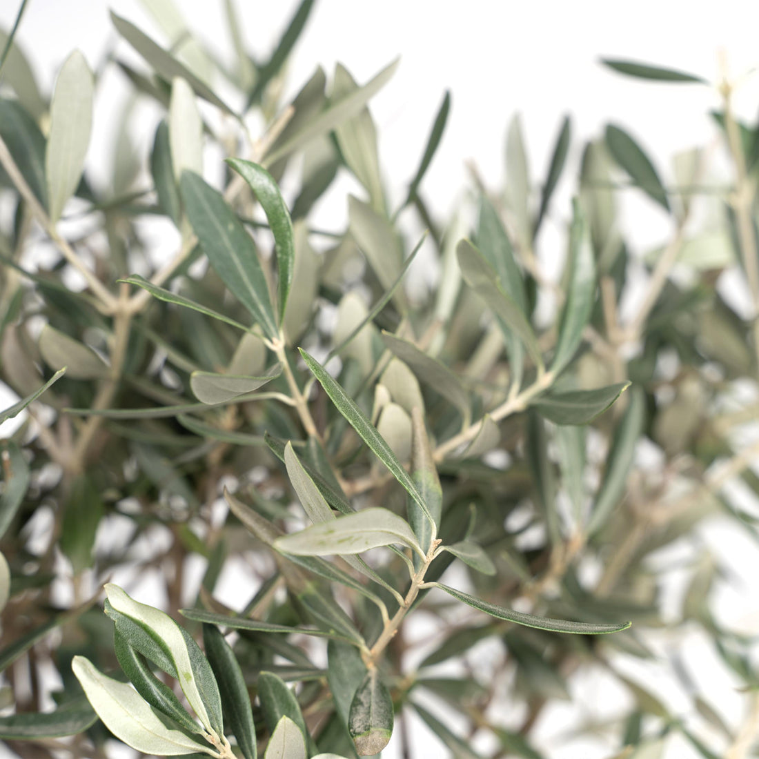 Olea europea - Olivenbaum, Ölbaum