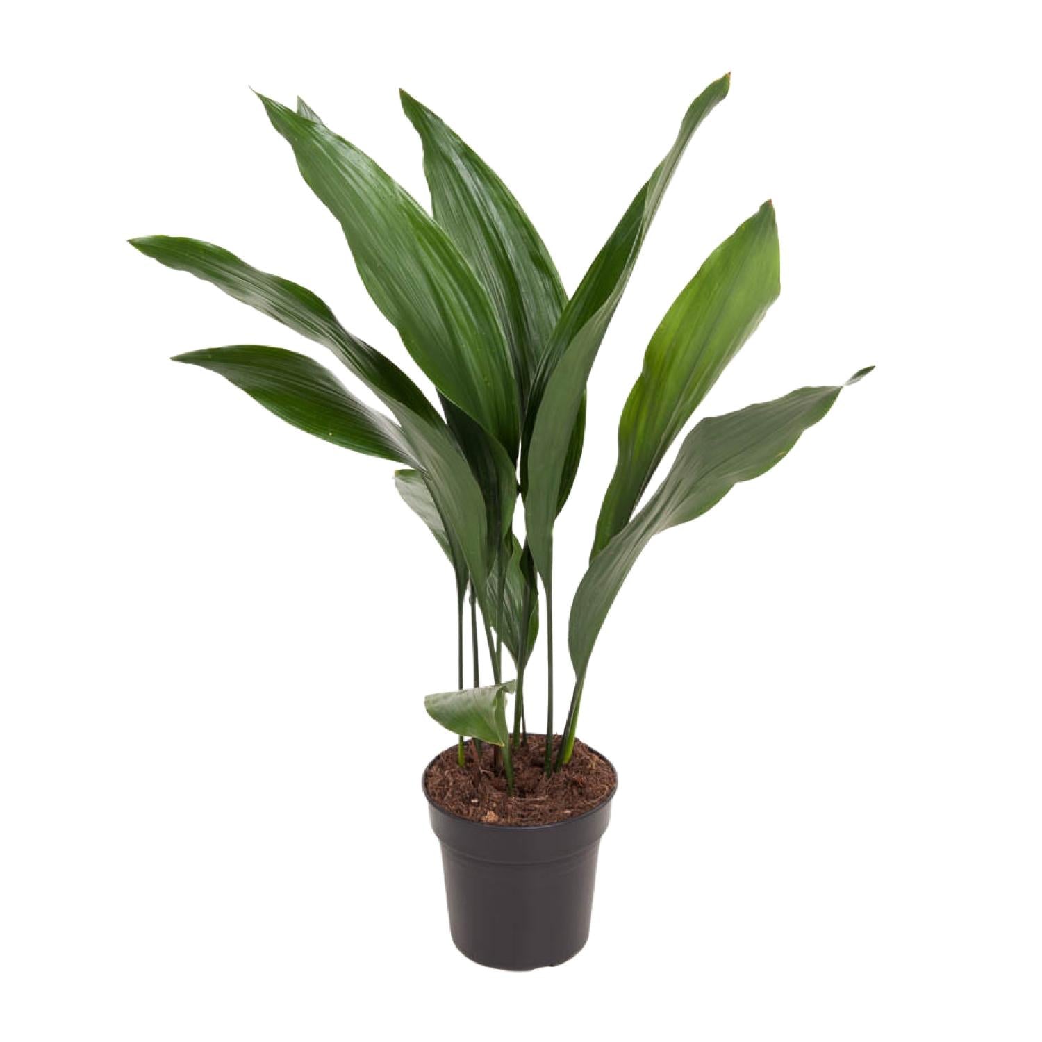 Aspidistra elatior - Schusterpalme