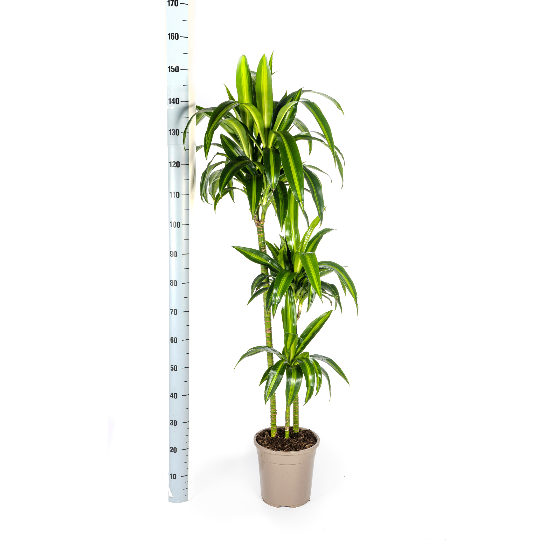 Dracaena deremensis - Drachenbaum