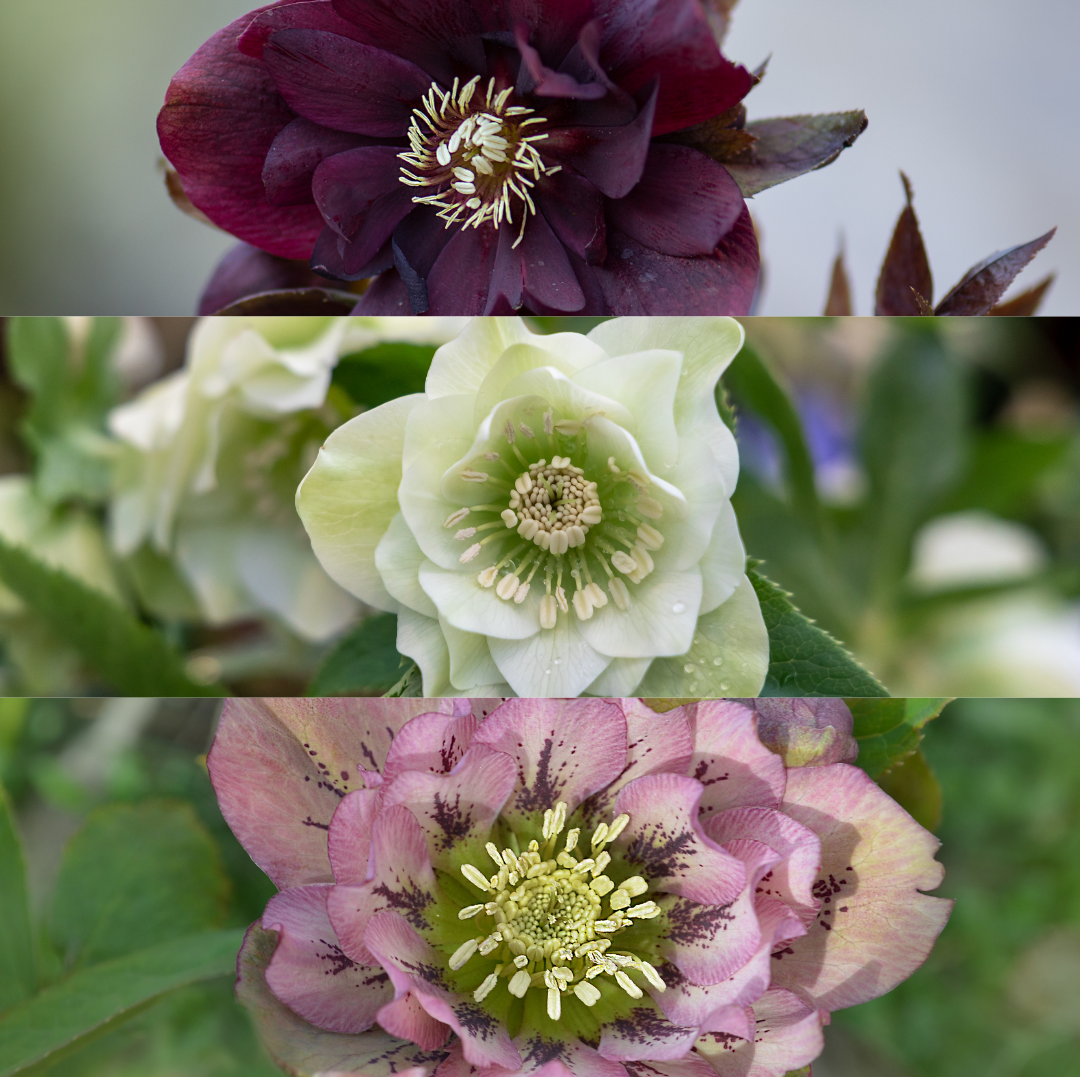 Helleborus orientalis - Lenzrose, Nieswurz