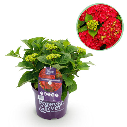 Hydrangea macrophylla - Bauernhortensie, Gartenhortensie