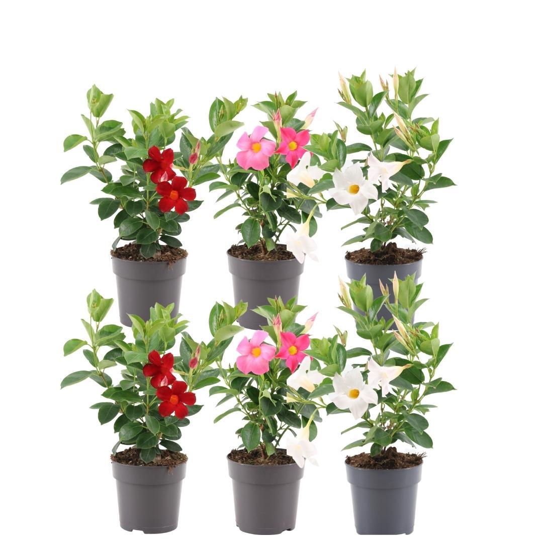 Dipladenia / Mandevilla Sanderi - Dipladenien