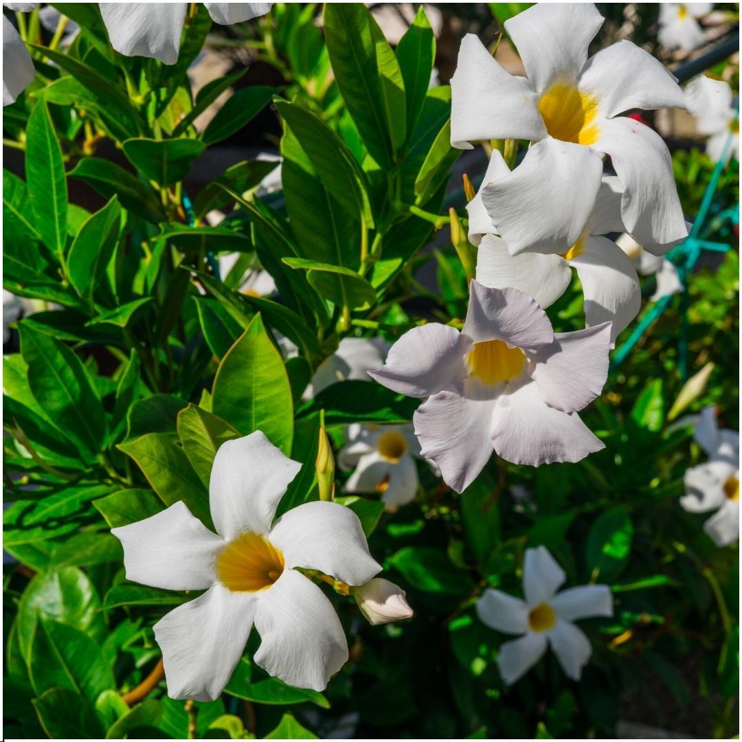 Dipladenia / Mandevilla Sanderi - Dipladenien