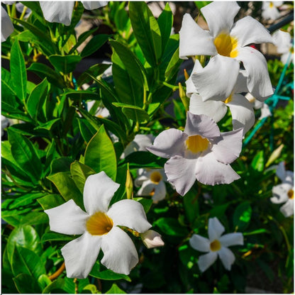 Dipladenia / Mandevilla Sanderi - Dipladenien
