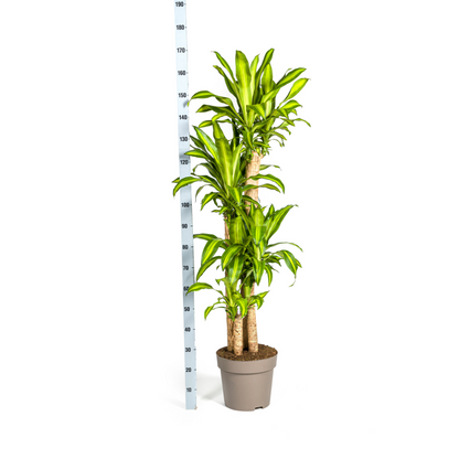 Dracaena fragrans - Duftender Drachenbaum