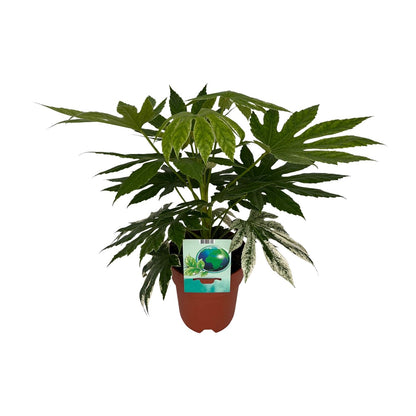 Fatsia japonica variegata - Panaschierte Aralie